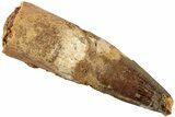 Fossil Spinosaurus Tooth - Real Dinosaur Tooth #235079-1